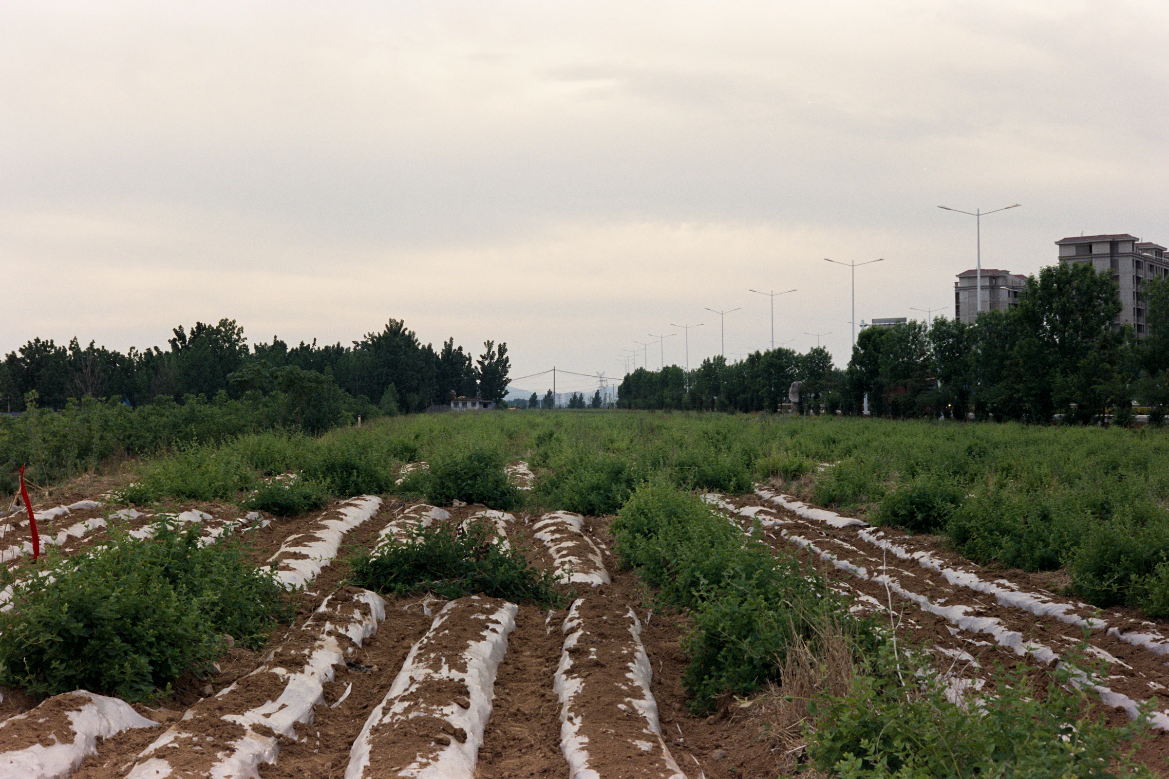 覆膜菜畦、路灯与远处住宅楼