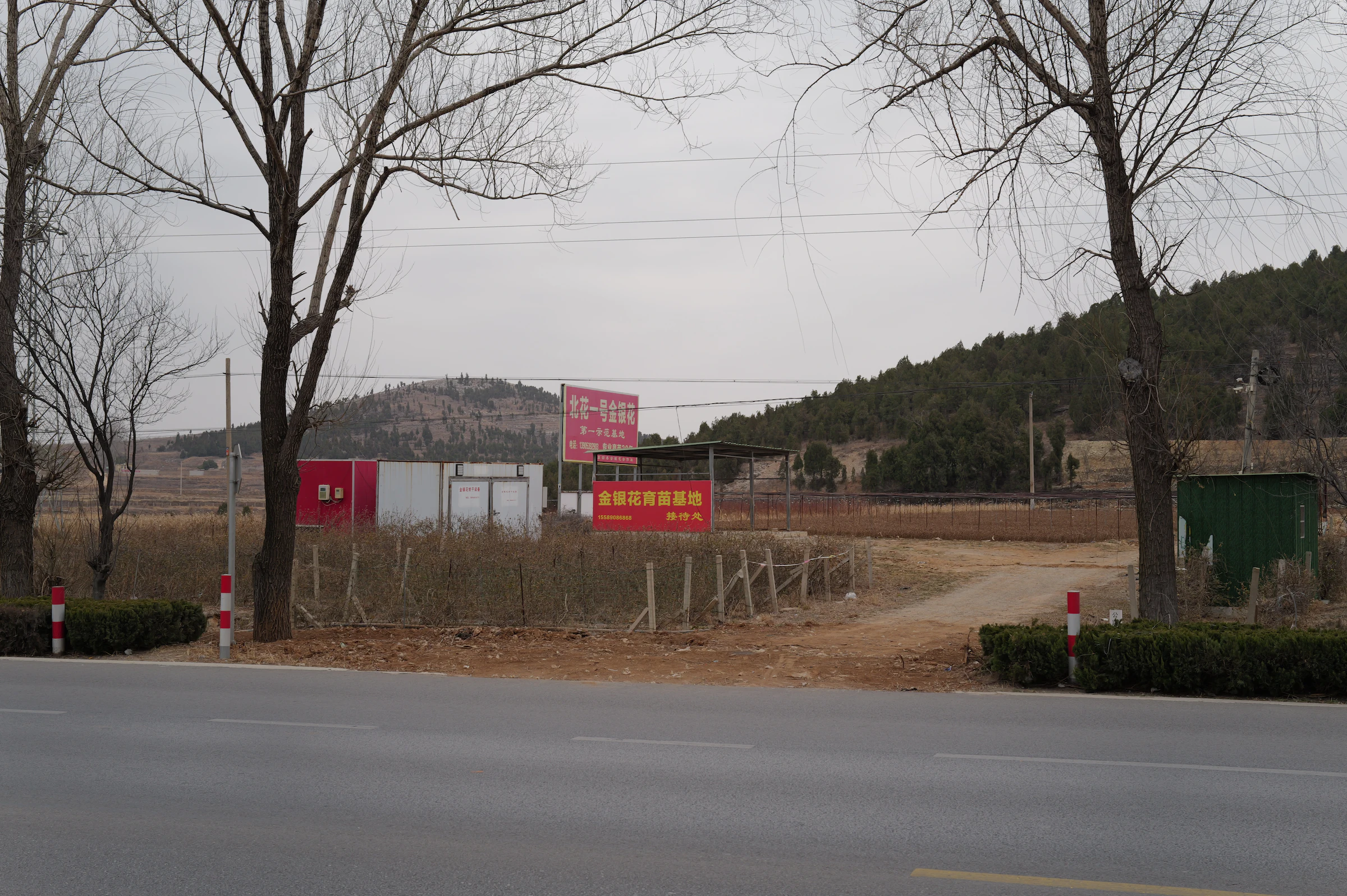 冬季树木后的村庄道路与指示牌