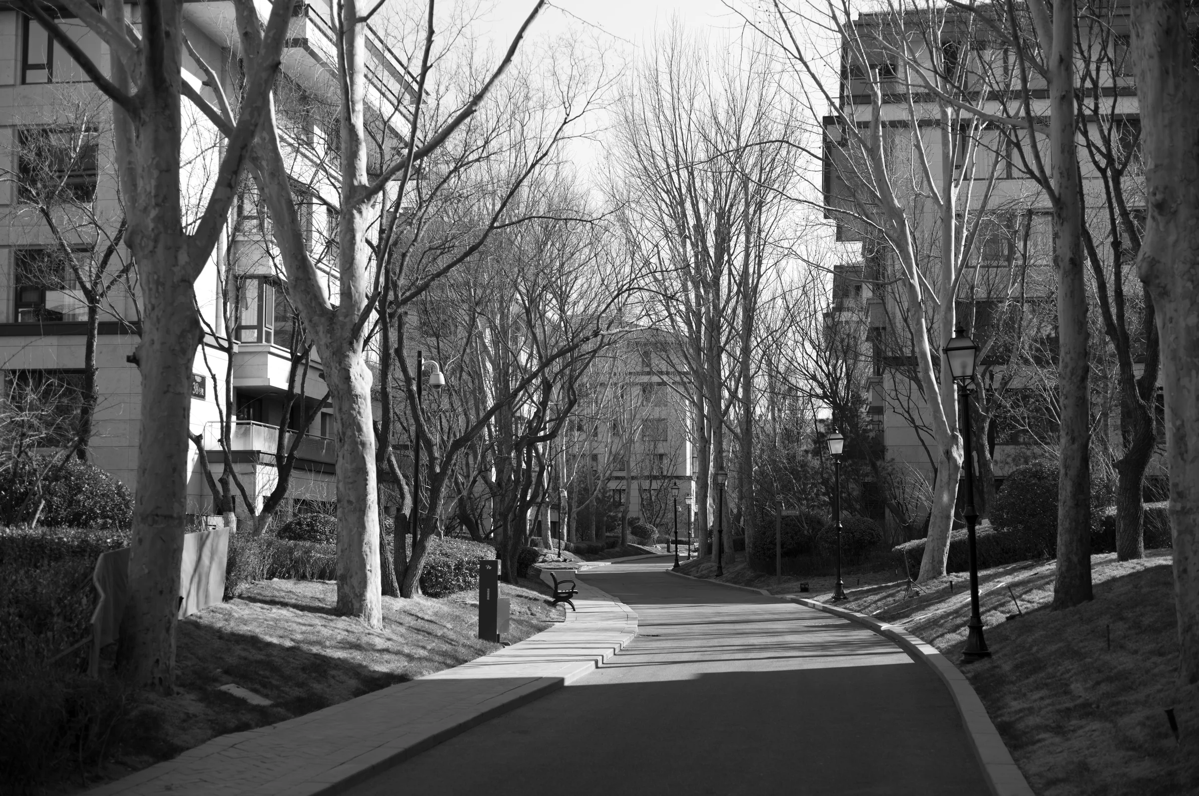 北京马连洼住宅区冬季树木之间的弯曲道路