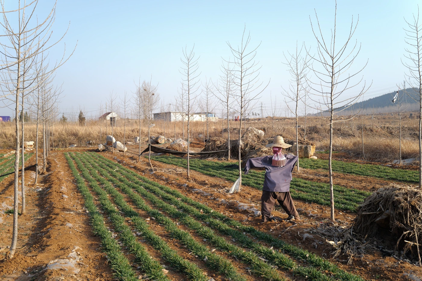 山东 / Shandong photograph 004