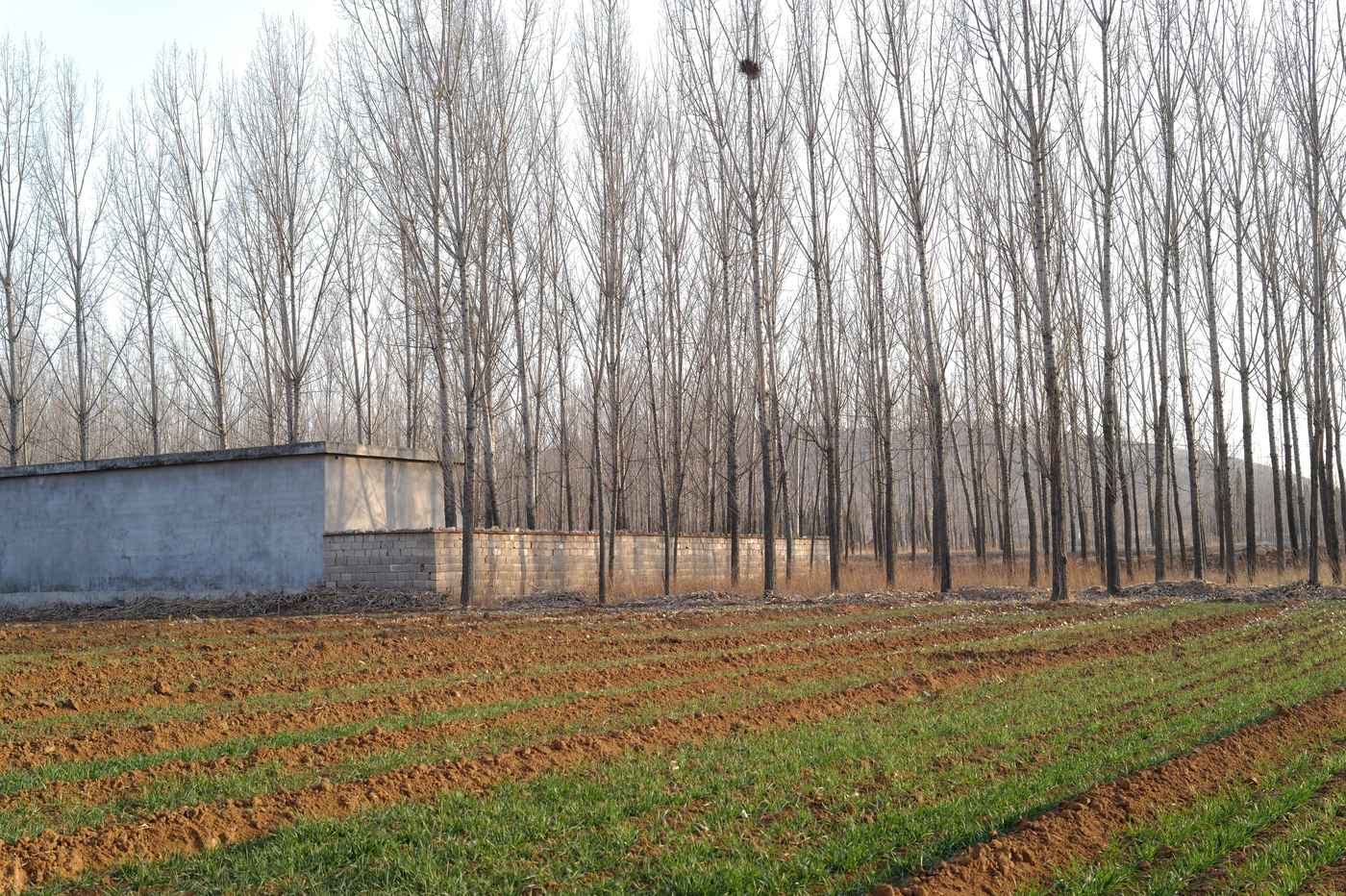 山东 / Shandong photograph 011