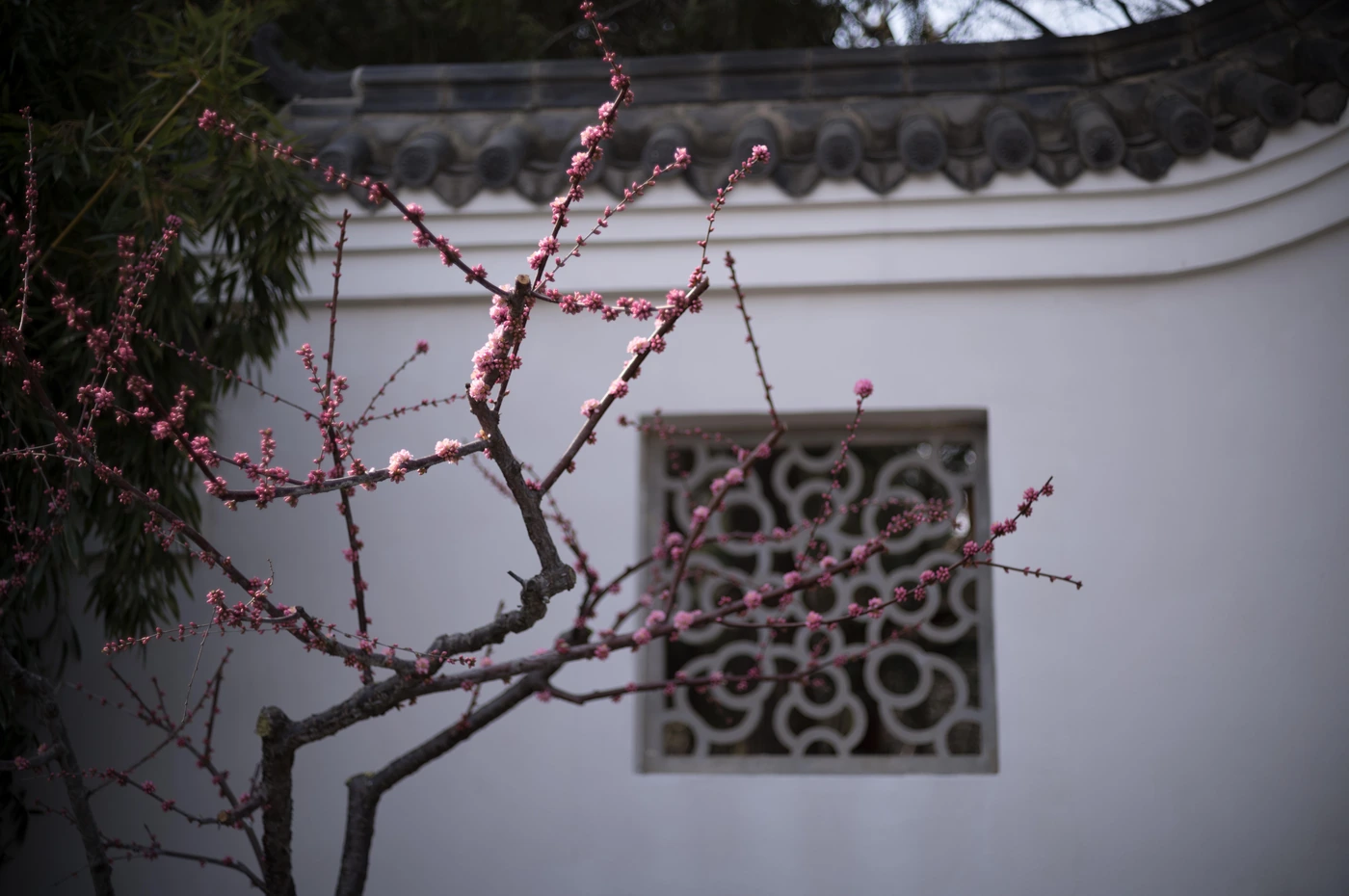 FANG photograph 025: 梅枝,大连 / Plum Branch, Dalian