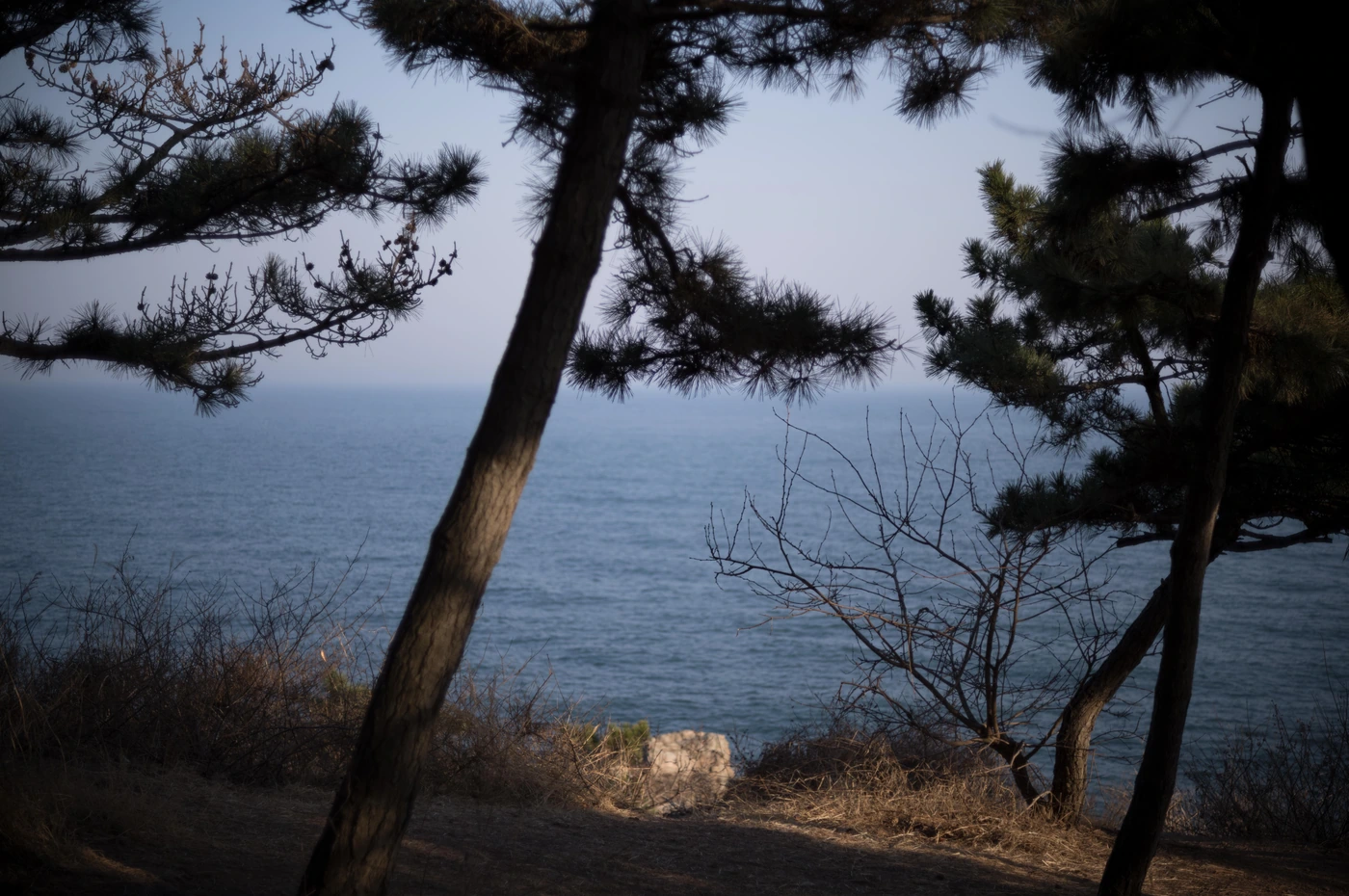 FANG photograph 012: 松林边界,大连 / Pine Margin, Dalian