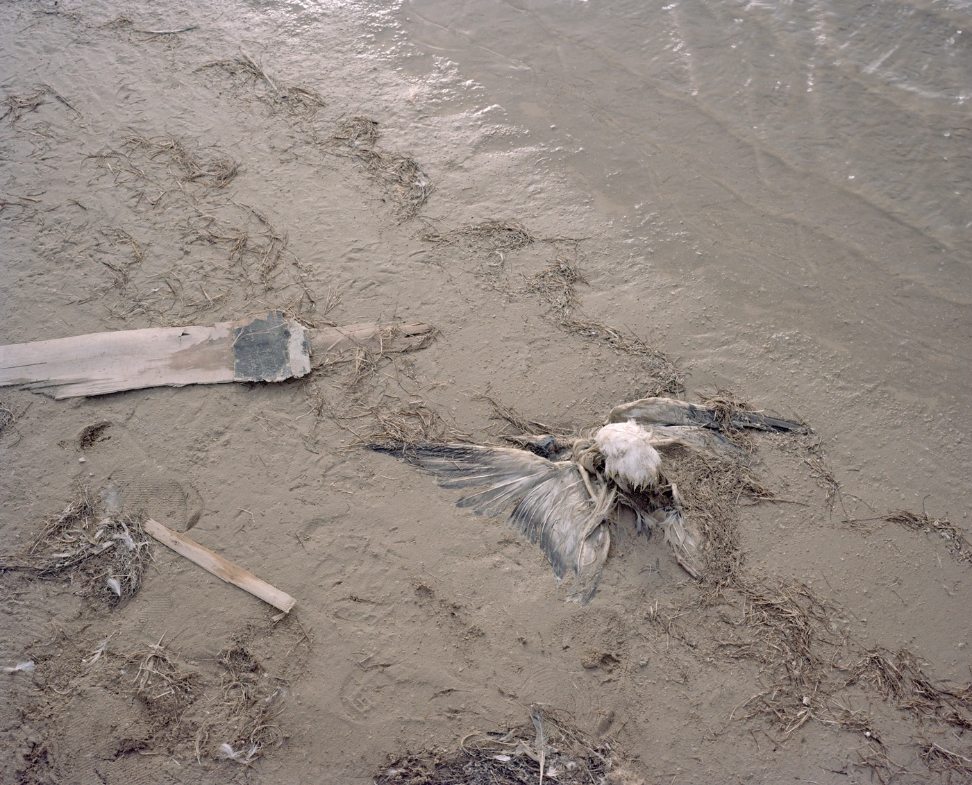 FANG photograph 054: 彩色胶片 #01 / Color Film Scan 01