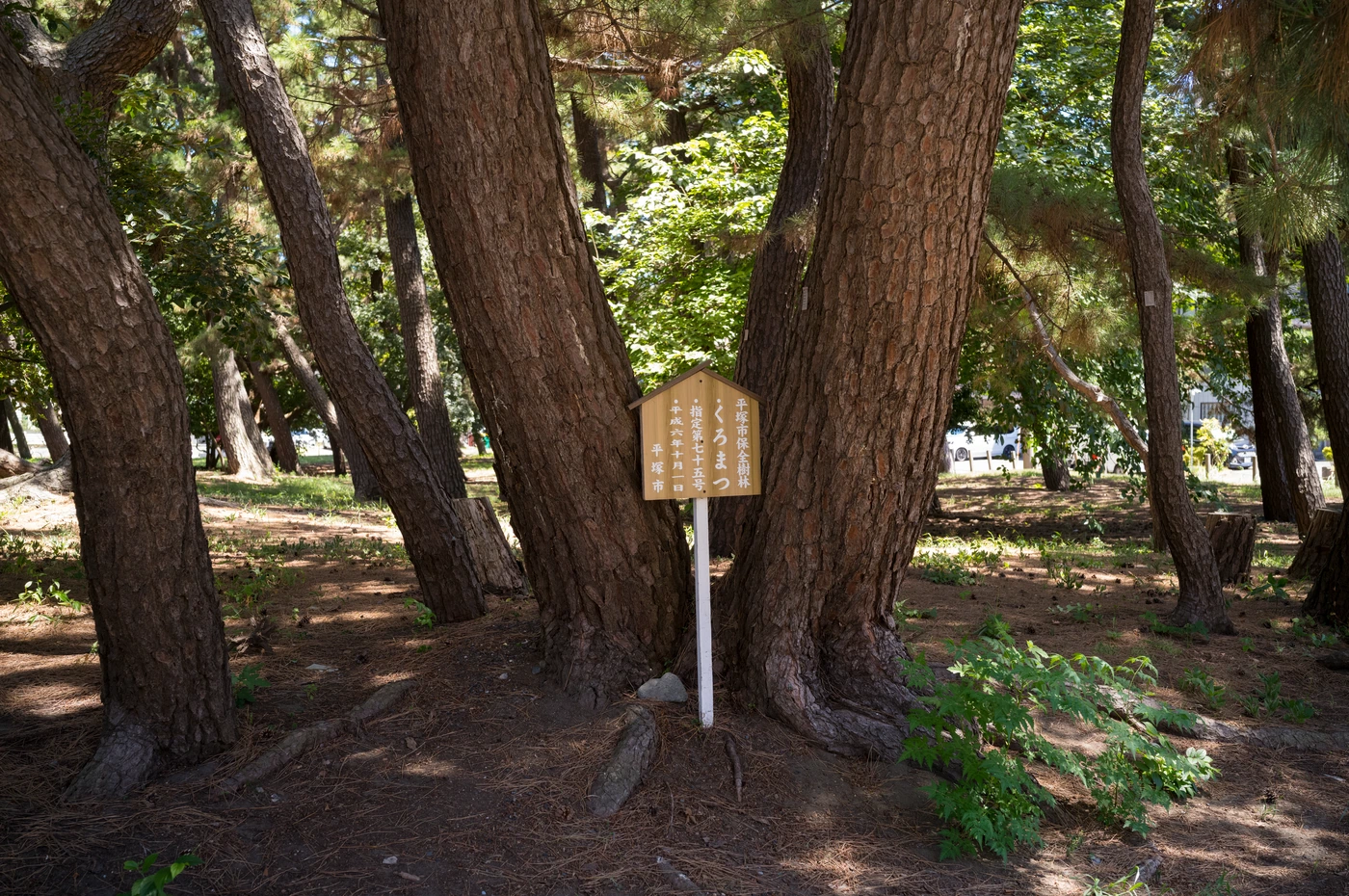 神奈川 / Kanagawa photograph 021
