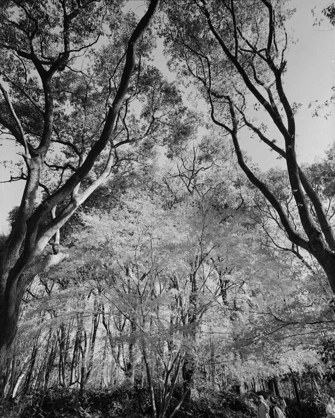 FANG photograph 092: 交错林地 / Tangled Grove