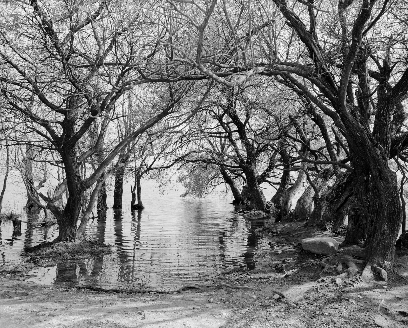 FANG photograph 093: 淹水林地 / Flooded Woodland