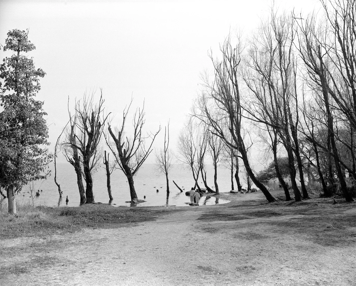 FANG photograph 090: 湖畔疏林 / Lake Trees