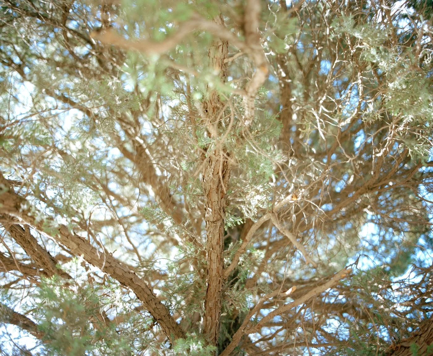 FANG photograph 094: 常绿树冠 / Evergreen Canopy