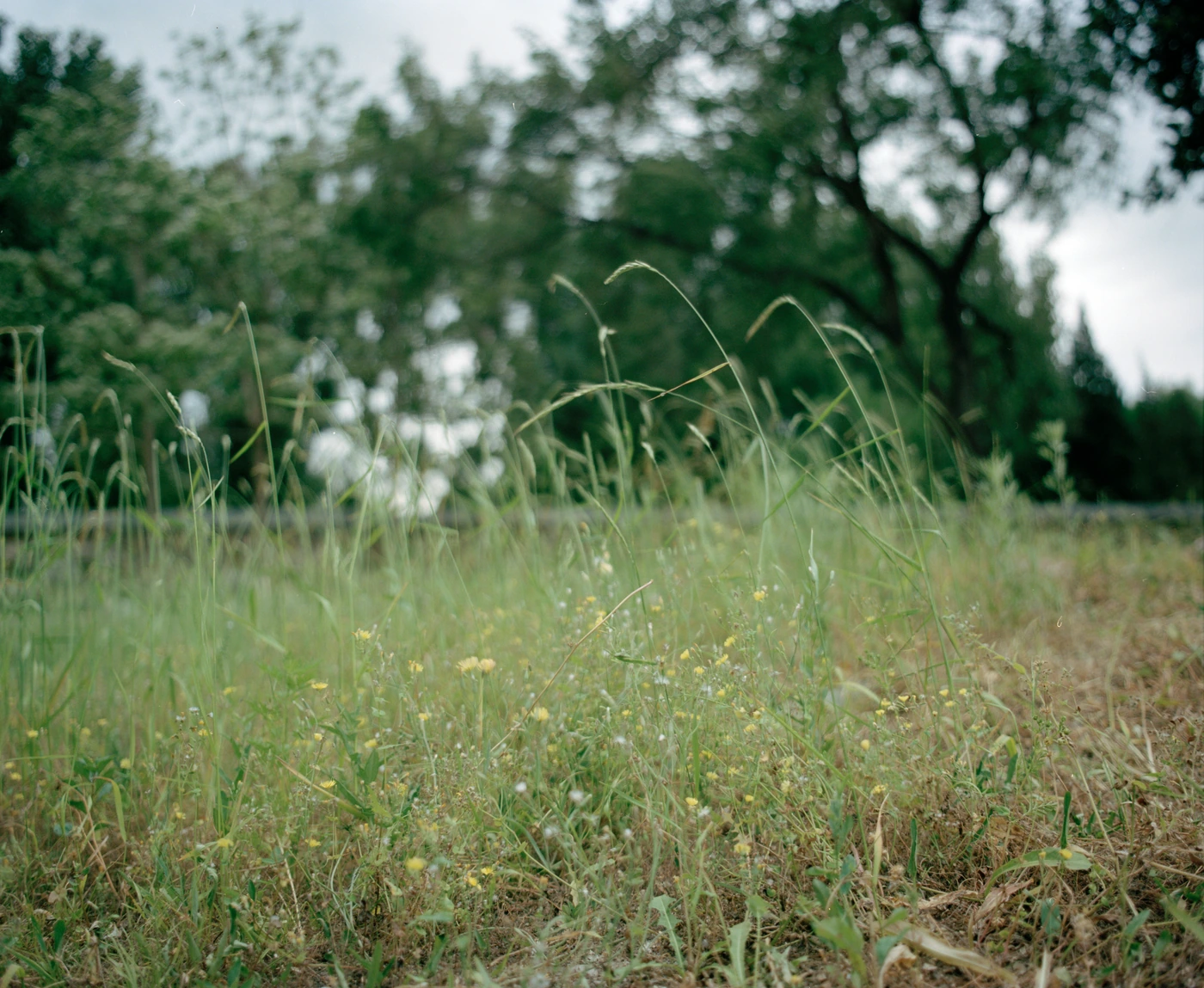 FANG photograph 131: 草叶 / Meadow Grass