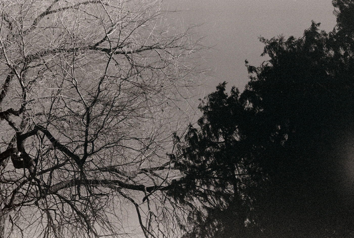 FANG photograph 115: 双树冠 / Two Crowns