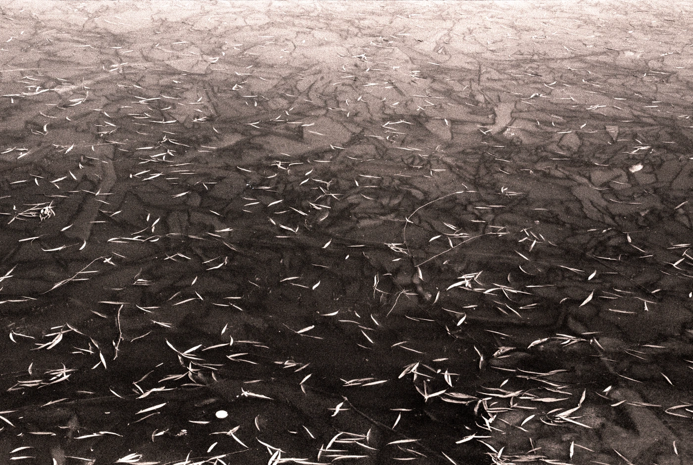 FANG photograph 117: 鱼群 / School of Fish