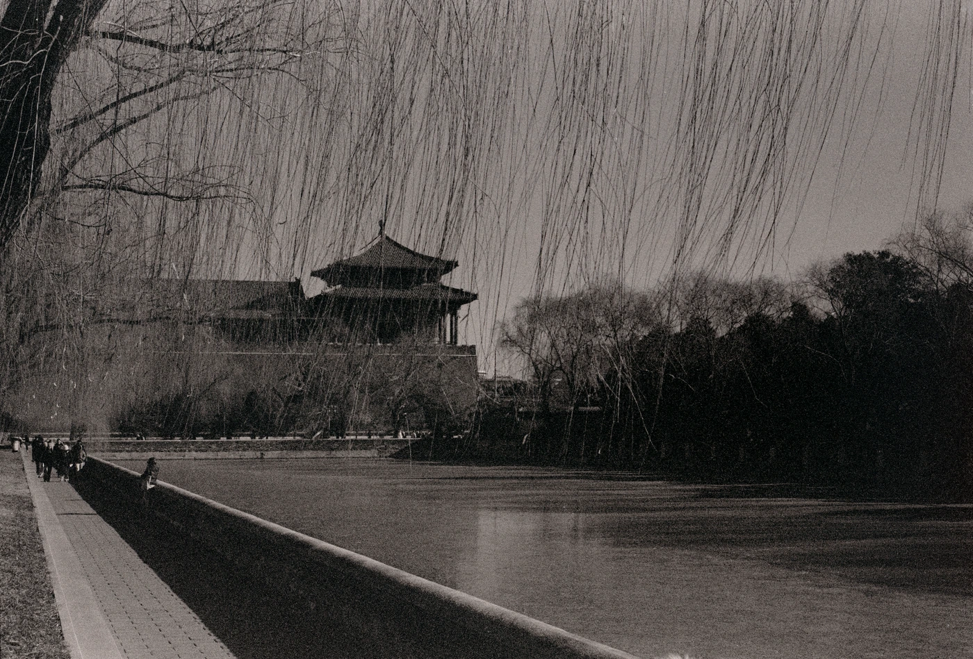 FANG photograph 100: 柳树与塔楼 / Willows & Tower