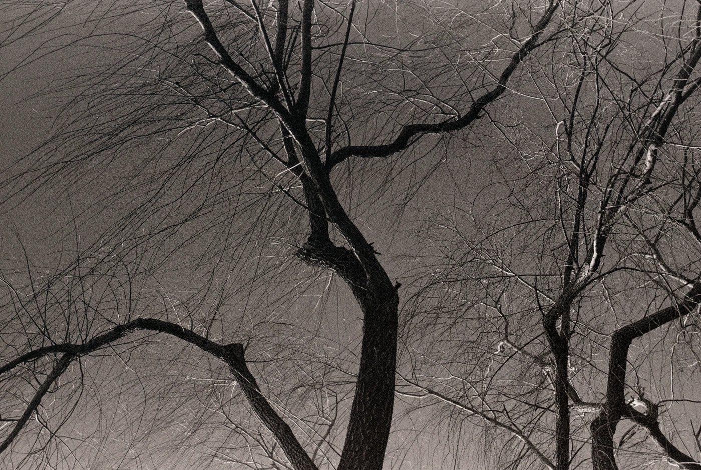 FANG photograph 102: 裸枝 / Bare Branches
