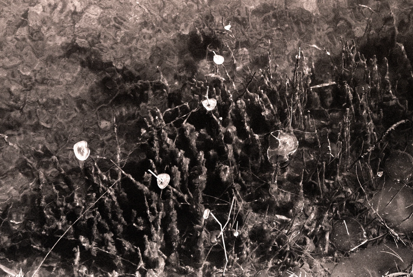 FANG photograph 103: 小花与枯草 / Small Flowers & Dry Grass