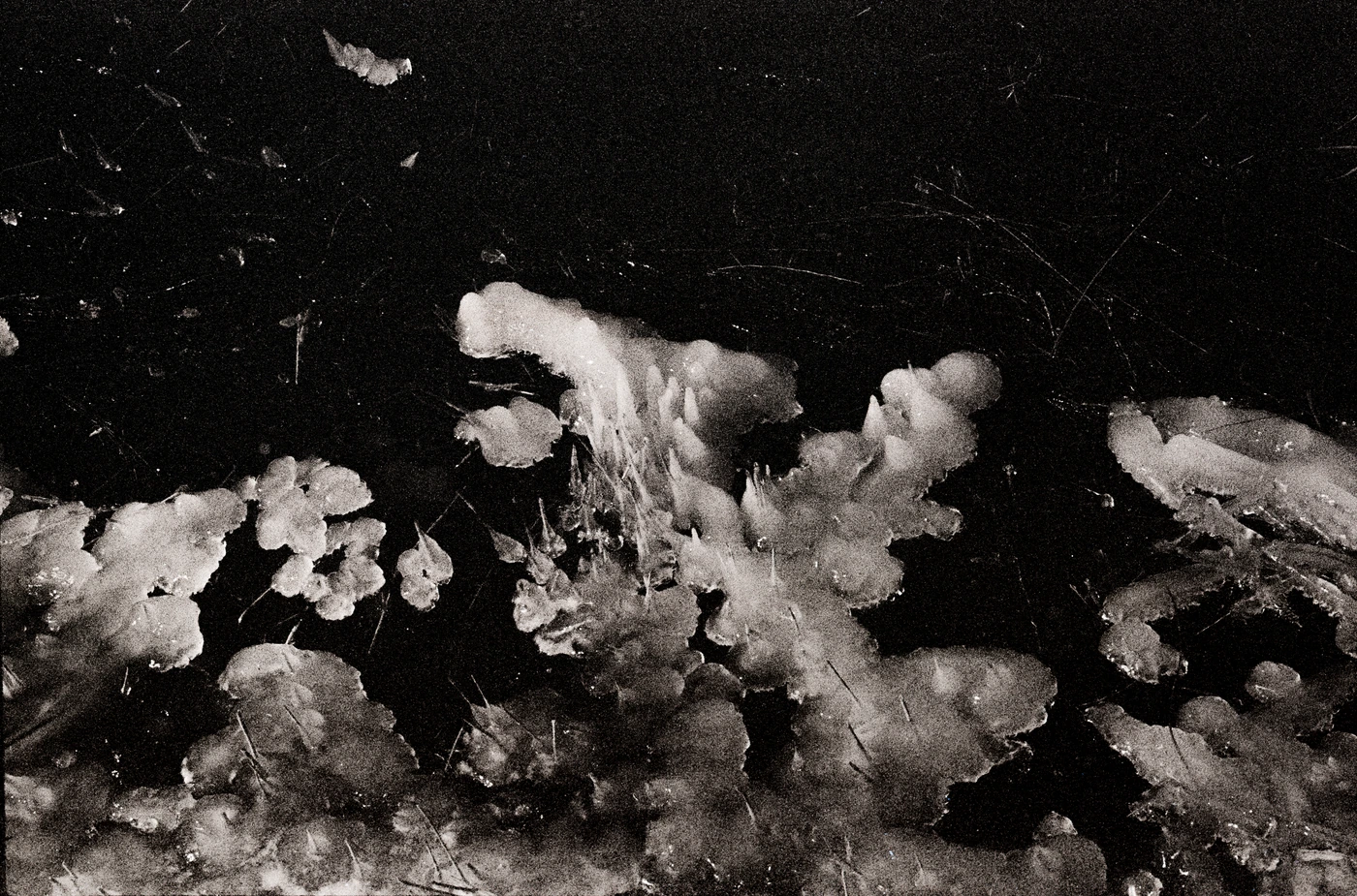 FANG photograph 105: 暗水鱼群 / Fish, Dark Water