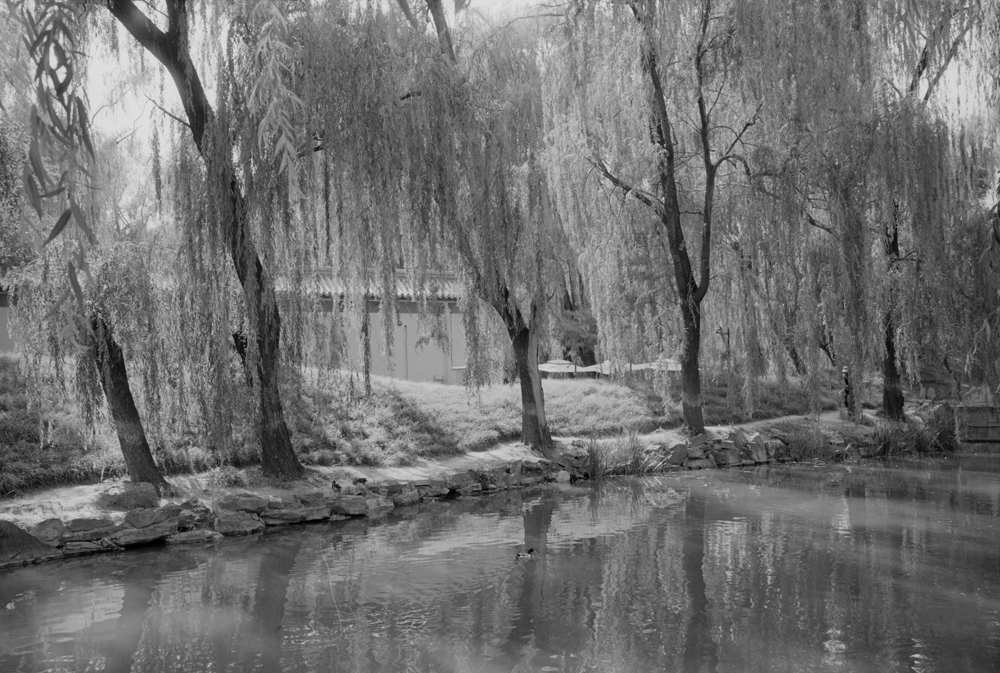 FANG photograph 110: 池畔垂柳 / Willows, Pond Edge