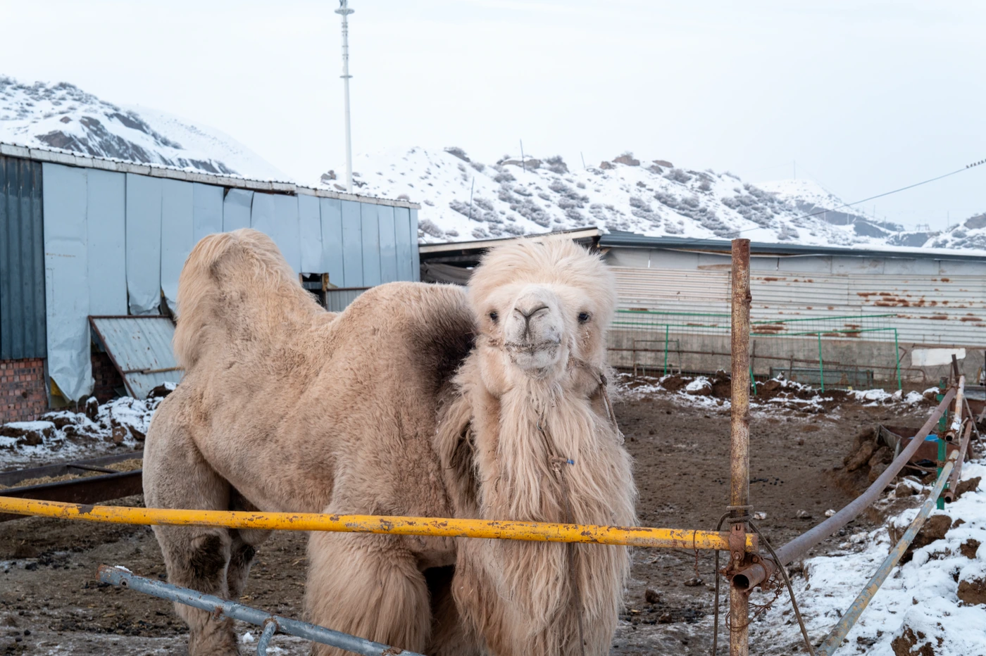 FANG photograph 160: 白骆驼 / White Camels