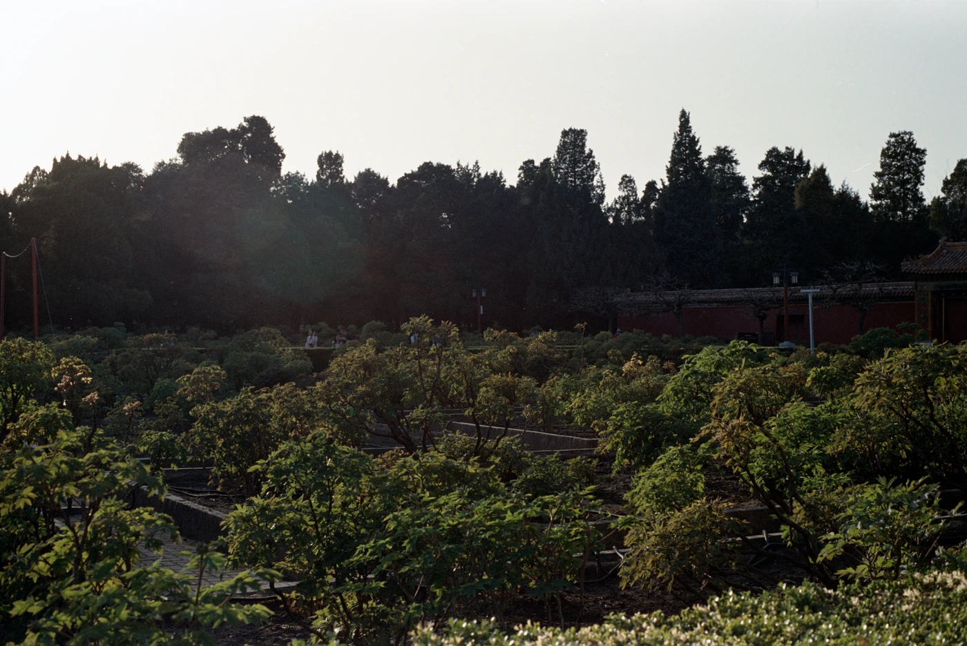 FANG photograph 076: 庭院逆光 / Backlit Garden