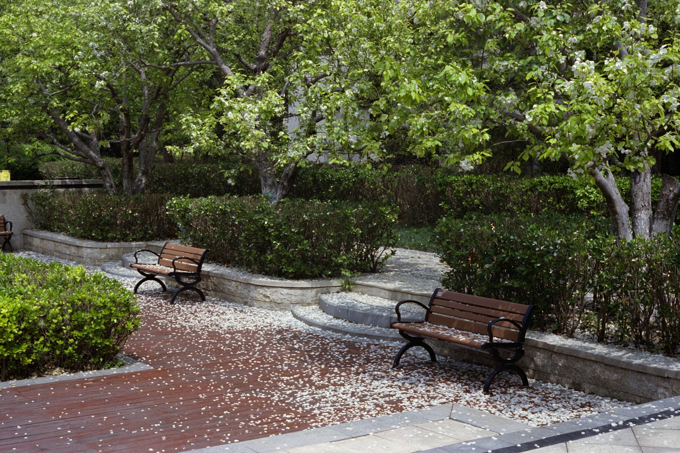 FANG photograph 087: 长椅与树林 / Bench & Trees