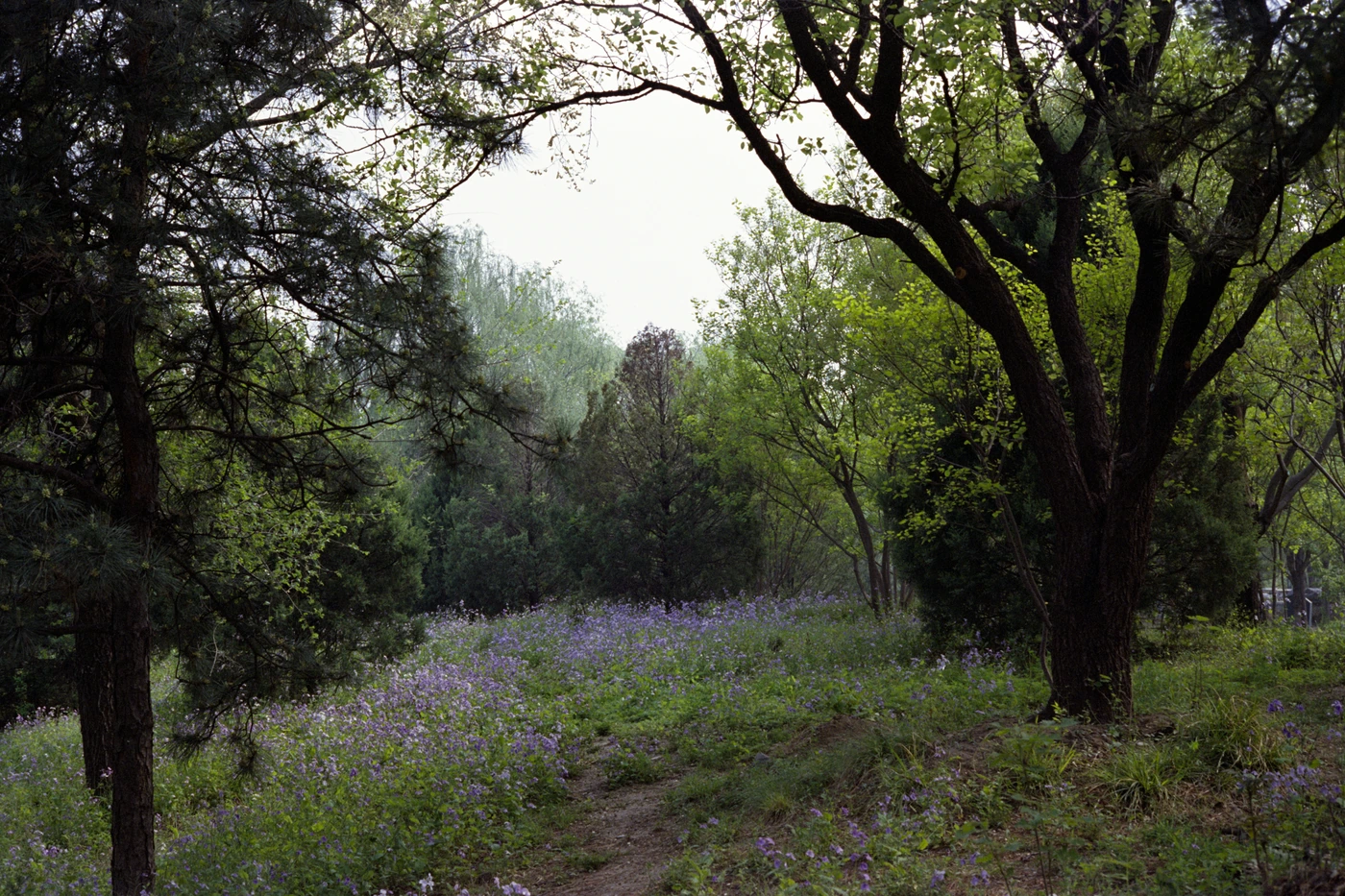 FANG photograph 088: 林间空地 / Woodland Clearing