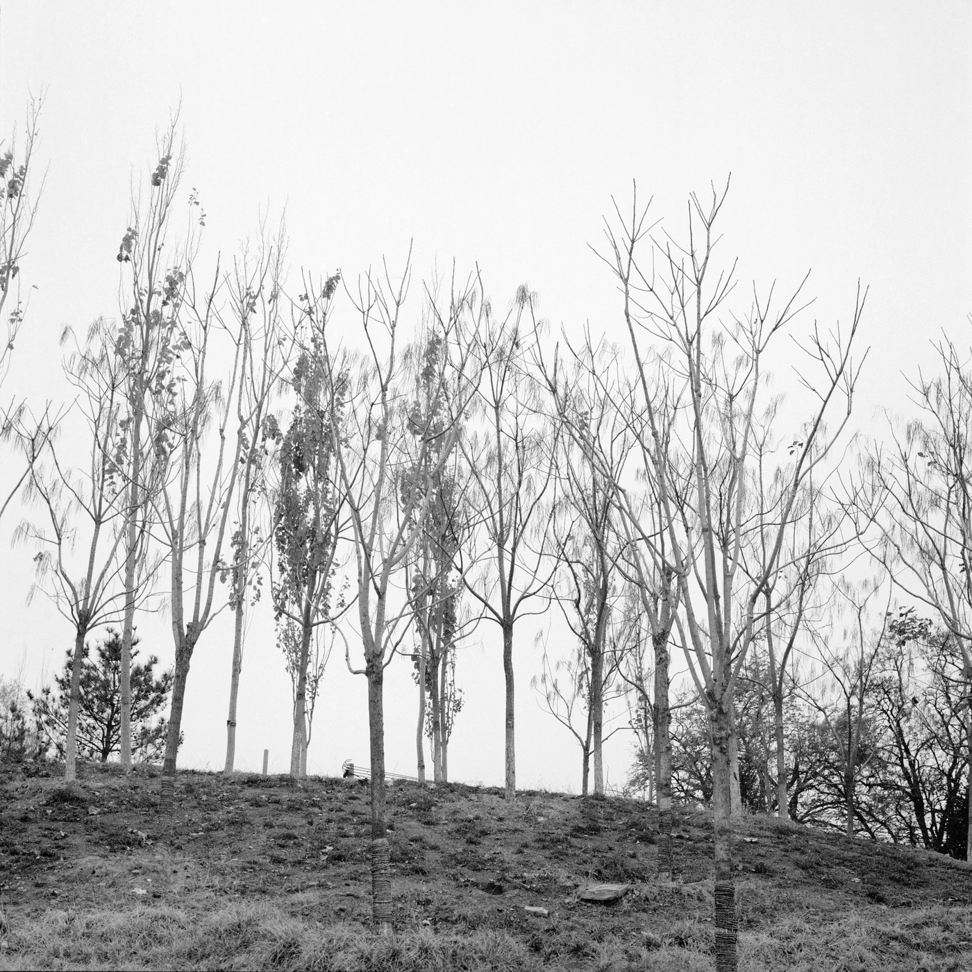 无题(档案 177) / Untitled (Archive 177)